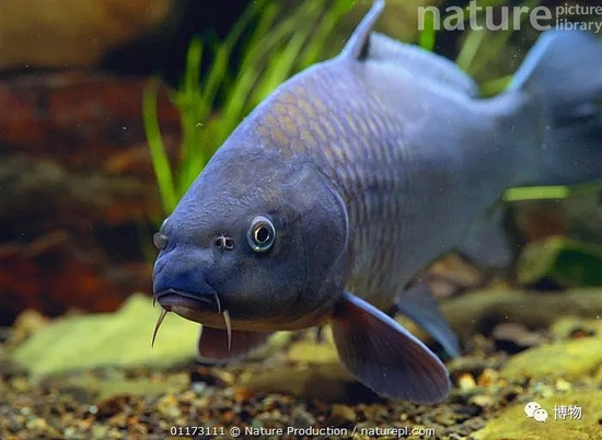 鲤鱼 Cyprinus carpio