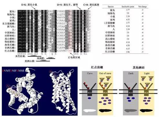 图4 红点齿蟾 MC1R 氨基酸片段缺失、功能特性与色素适应策略。
