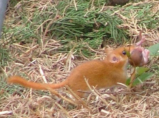 　　照顾幼崽的榛睡鼠，图片来源wikipedia