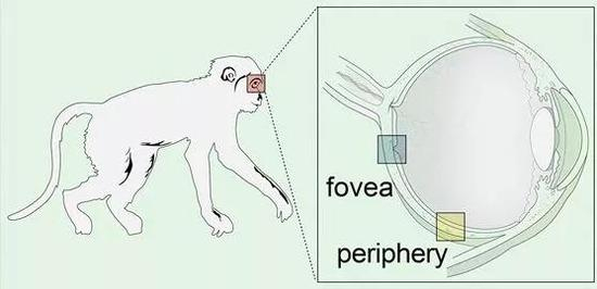  ▲“那中央凹（fovea）是个稀罕物，岂是什么生物都能有的？” （图片来源：参考资料[1]）