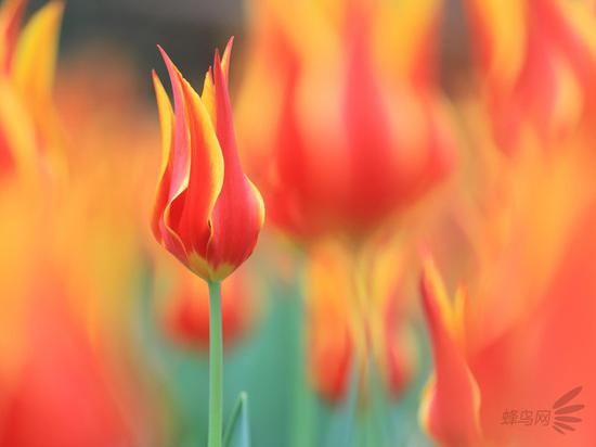 佳能EF70-200mm f/4L IS II USM镜头拍摄样片