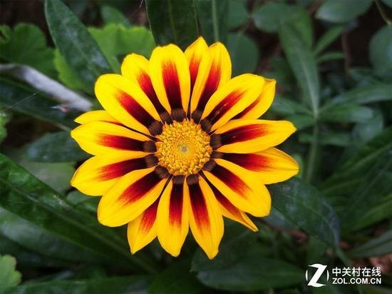 三星Galaxy A9 Star室外虚化样张