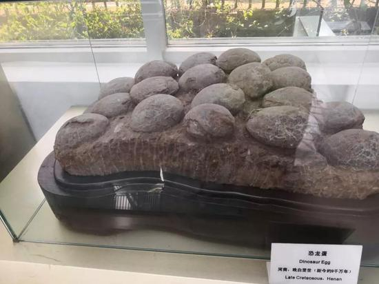 图片来源：南京古生物博物馆&nbsp;恐龙蛋化石（笔者手拍）
