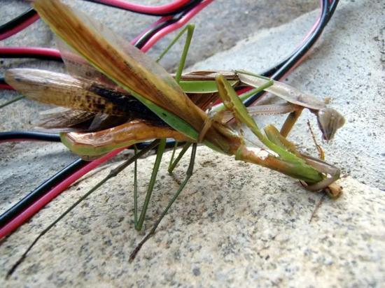 一只雌螳螂在吃一只正与其交配的雄螳螂（引自维基百科）