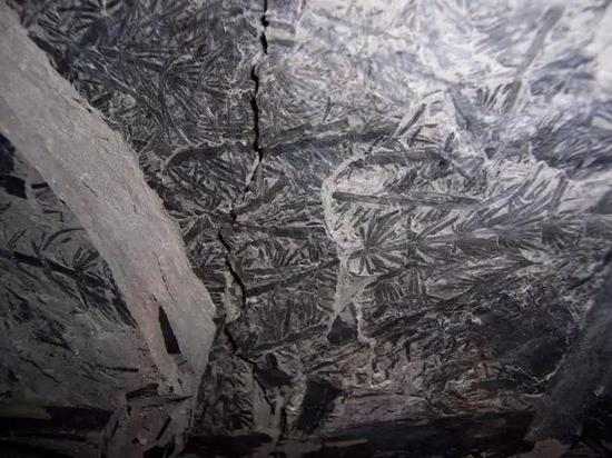 图5 植物化石常常与煤炭形成有关