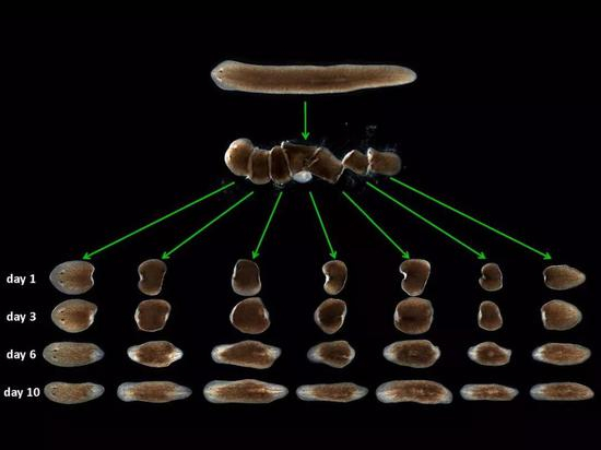 事实上，科学家研究再生问题的最初，也是从涡虫正式开始的。