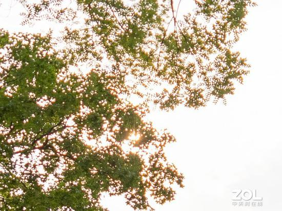 逆光树叶色散表现