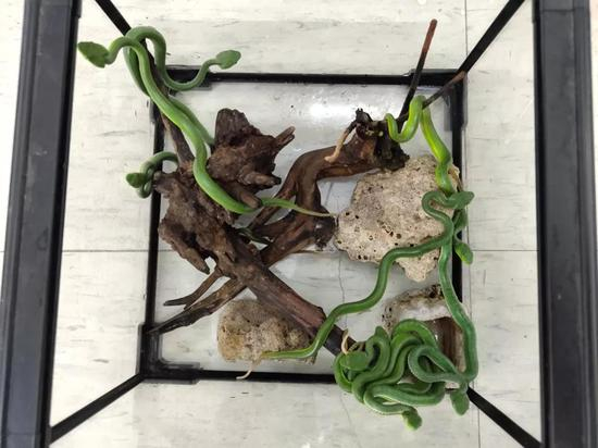 刚出生的幼蛇（刘硕摄）