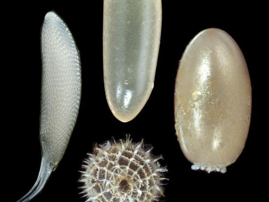 虫卵有各种各样的形状和大小，左图是一只夏威夷苍蝇的卵；上方是一种蟋蟀的卵；右图是一种乳草虫的卵；下图是一种蝴蝶的卵 | 参考文献[1]