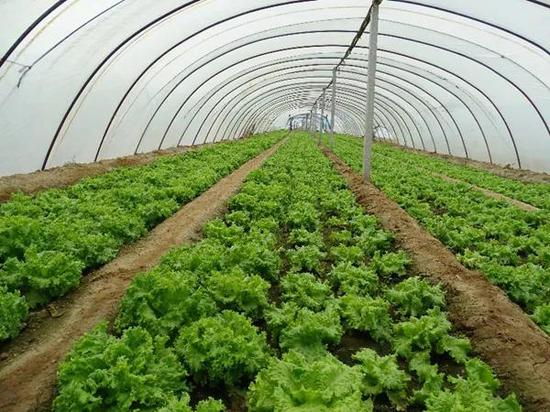 污泥和塑料地膜是潜在微塑料污染来源（摄影：李健于 洪丽 李连祯）