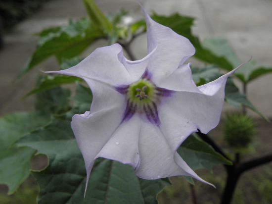 曼陀罗蕴藏着毒性和不可低估的药用价值 |&nbsp;Wikimedia Commons， Skäpperöd / CC BY-SA&nbsp;（https：//creativecommons.org/licenses/by-sa/3.0）