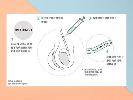 注射式男性避孕药RISUG的作用机制（来源：bloomberg.com）