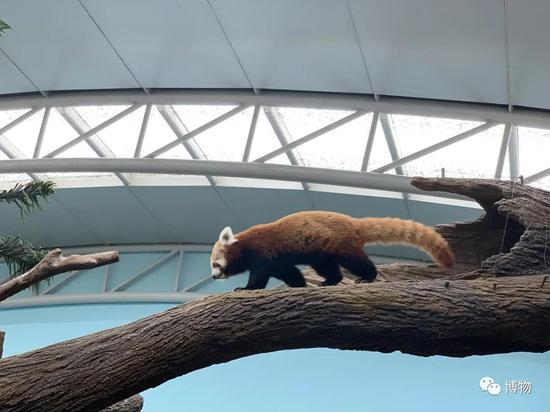 河川生态园内的小熊猫