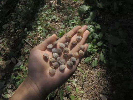 　角落里的蜗牛 来源丨百度