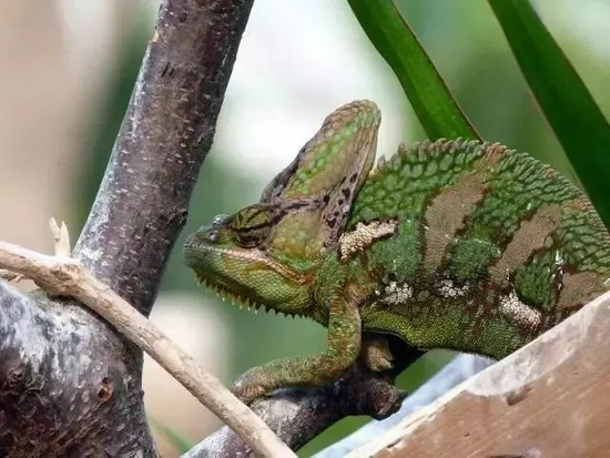 　设计对白：养我？还是算了吧。| Arnaud Delberghe / flickr