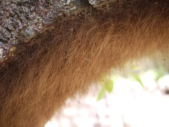 聚集在一起的盲蛛形成的“胡须” | Dinesh Valke，&nbsp;CC BY-SA 2.0