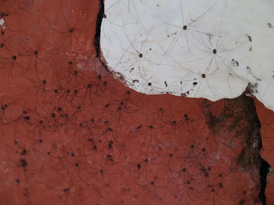 盲蛛的腿 | Dinesh Valke，&nbsp;CC BY-SA 2.0