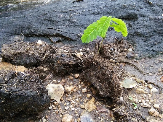大象粪便中长出的植物，大型哺乳动物在传播种子中发挥重要的作用 | T。 R。 Shankar Raman / Wikimedia Commons