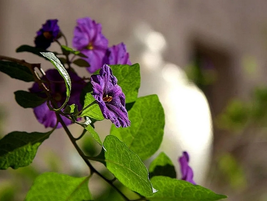 玻璃翼蝶的幼虫会选择取食有毒的茄科植物