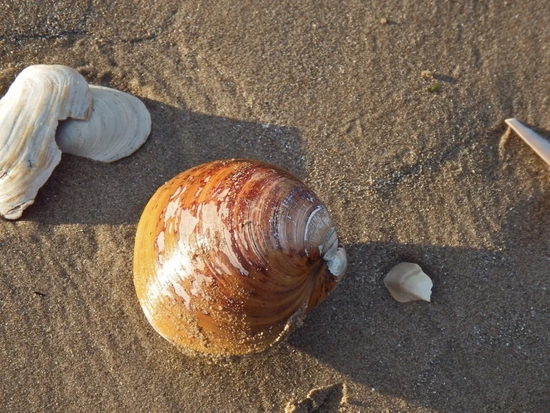 冲上岸的北极圆蛤 | nz_willowherb / Flickr