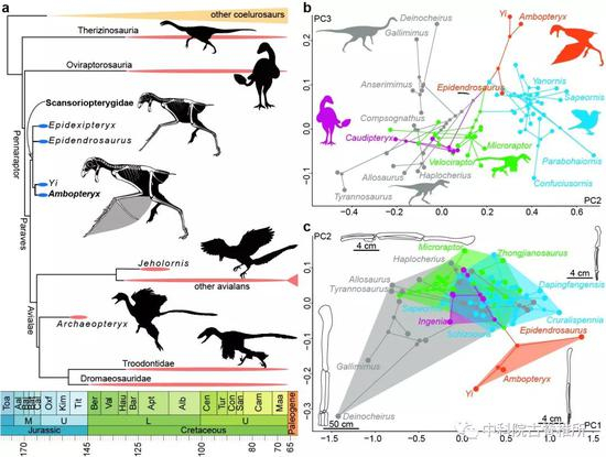 图3. 中生代虚骨龙类系统树和肢骨演化（王敏供图）