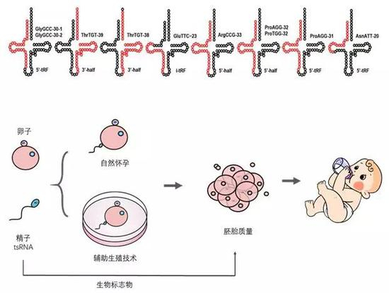 图5&nbsp;精子中的tsRNA（图5上）作为生物标志物用于辅助生殖技术中评价人精子的质量