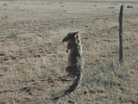 在内华达州，美国鱼类及野生动物管理局铺设的陷阱杀死了一只郊狼。图片来源：earthfirstjournal.org