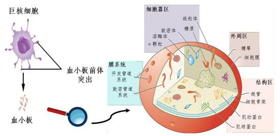 从巨核细胞脱落的血小板及其结构