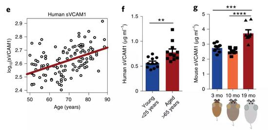 ▲&nbsp;人和小鼠年龄与血管细胞黏附分子-1之间的关系[1]