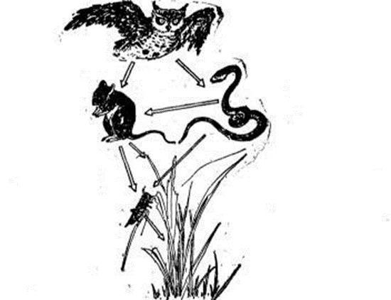 一个和老鼠有关的食物链（图片来源：www.qyls0763.com）