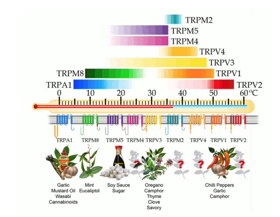 图二：TRP受体激活温度及对应物质来源-Structure–functional intimacies of transient receptor potential channels&nbsp;