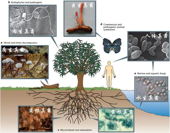 图4 地球真菌组的功能多样性（Peay et al., Nature Microbiology Reviews, 2016）