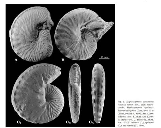 船菊石超科 Scaphitaceae的Hoploscaphites constrictus等，像用纸叠起来的纸船。