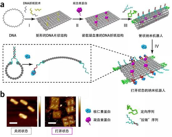 今天,给大家表演用DNA“折”一个小猫咪|折纸|微米|科学家|肿瘤|研究人员_手机新浪网