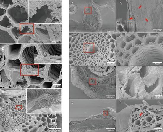 生菜根（左图a和b）和叶（左c）中的0.2 μm聚苯乙烯塑料微球以及小麦幼苗根（右图a-d）和茎（右图e， f）、叶（右图g， h）中的2.0 μm聚苯乙烯塑料微球