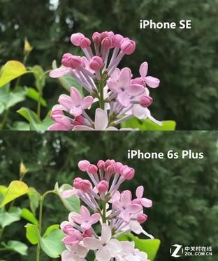 iPhone SE与iPhone 6s Plus样张对比