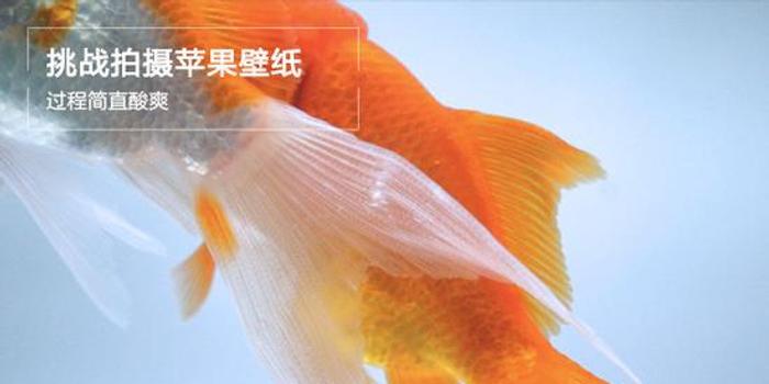 挑战iphone的斗鱼壁纸拍摄过程真酸爽 手机新浪网