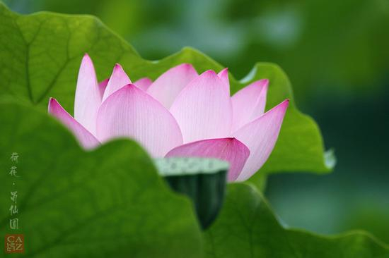 摄影部落bg8azc作品