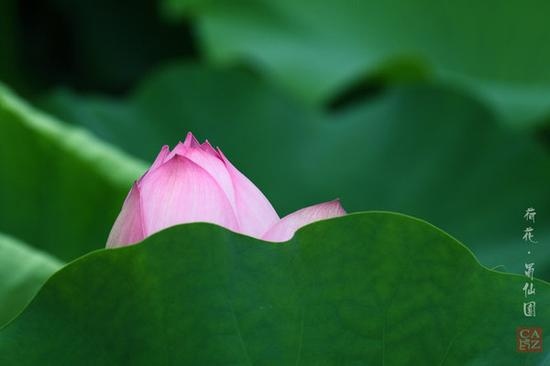 摄影部落bg8azc作品