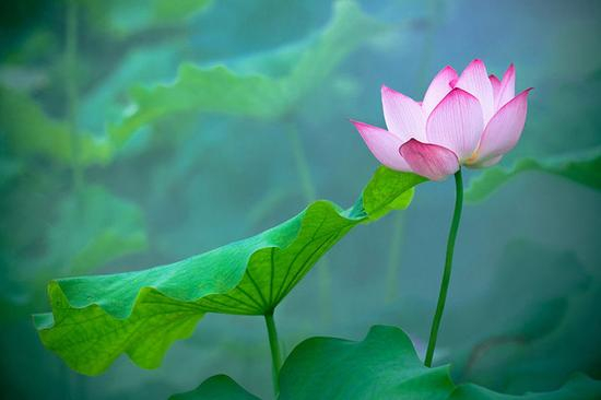 摄影部落qz36160129作品