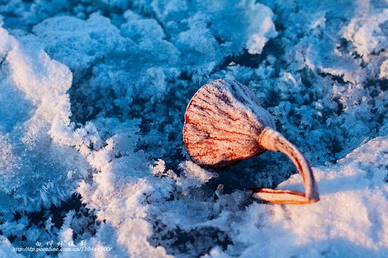 摄影部落白桦林作品