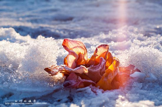 摄影部落白桦林作品