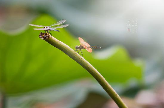摄影部落韩信点兵作品