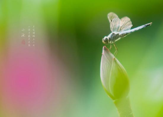 摄影部落韩信点兵作品