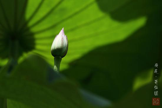 摄影部落bg8azc作品