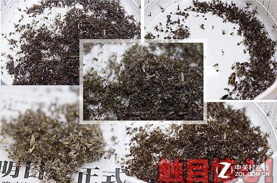 蚊虫苍蝇多骚扰 看剿灭蚊虫黑科技盘点 