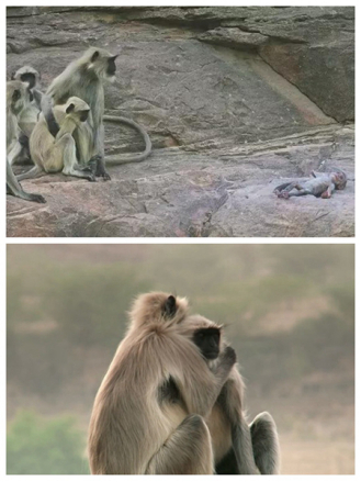 　　就是这一幕，让无数网友大呼感动。不少网友表示，看到它们相互拥抱的时候，感动得眼泪都要掉下来。