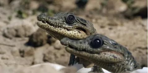 　　其实，这并不是BBC第一次使用间谍摄像头拍摄动物。从2000年起，他们就开始尝试各种偷拍“黑科技”了。