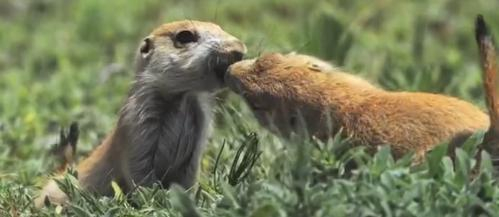 　　这只黑猩猩意外发现了藏在树干里的卧底小猫，以为它被遗弃了，对它疼爱有加。