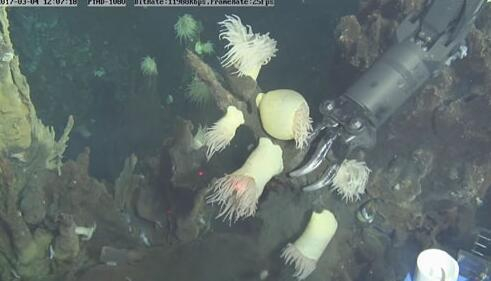 “蛟龙号”拍摄的热液喷口及机械手采样照片。